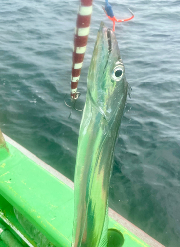 タチウオの釣果