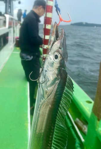 タチウオの釣果