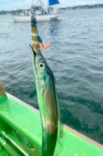 タチウオの釣果