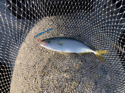 ツバスの釣果