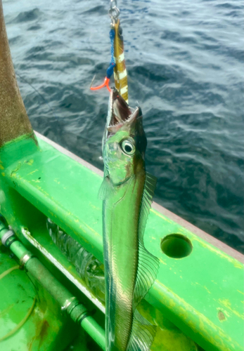 タチウオの釣果