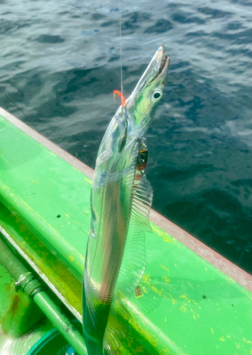 タチウオの釣果