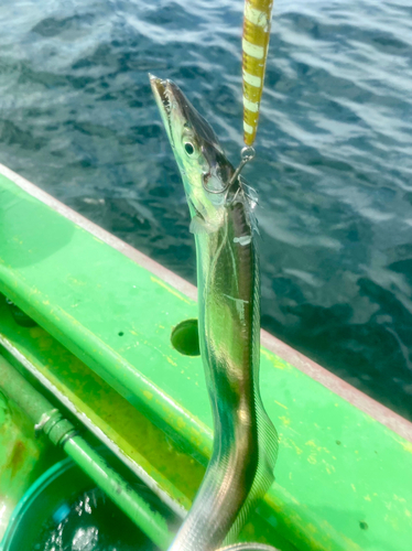 タチウオの釣果