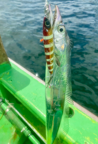 タチウオの釣果