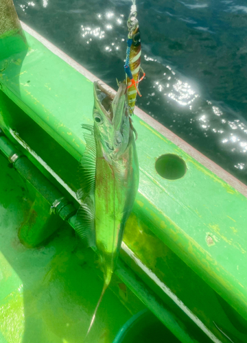 タチウオの釣果