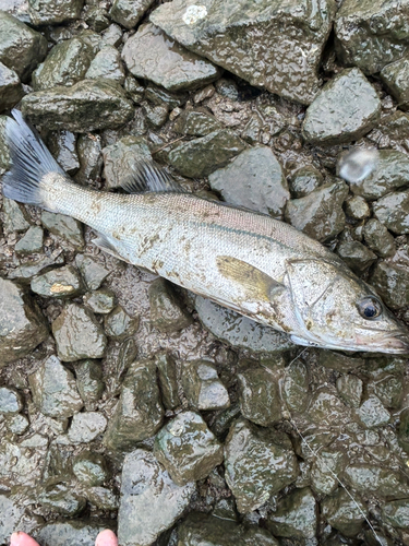 セイゴ（マルスズキ）の釣果