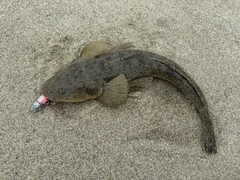 マゴチの釣果