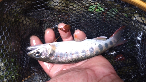 アマゴの釣果