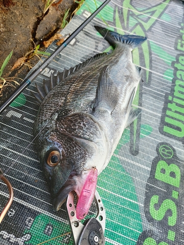 チヌの釣果