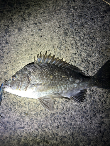 クロダイの釣果