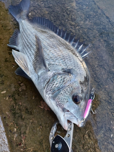 チヌの釣果