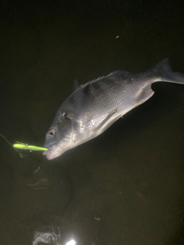 チヌの釣果