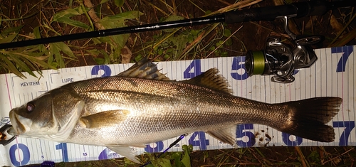 シーバスの釣果