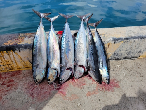 ソウダガツオの釣果