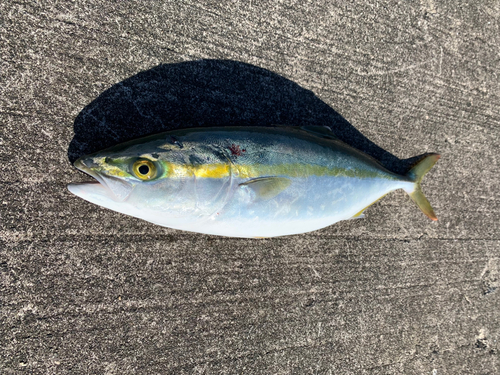 ハマチの釣果