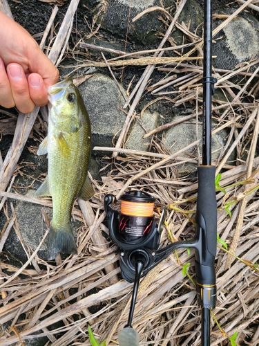 ラージマウスバスの釣果