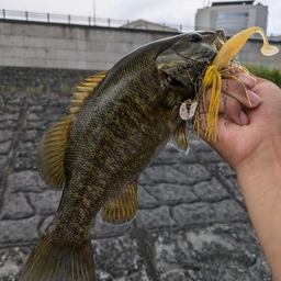 スモールマウスバス