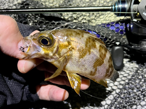 メバルの釣果