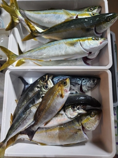 ワカシの釣果