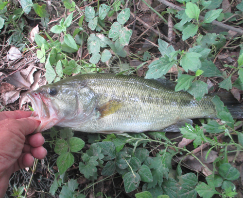 ラージマウスバスの釣果