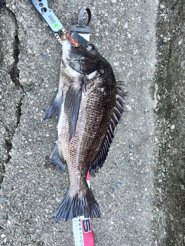 チヌの釣果