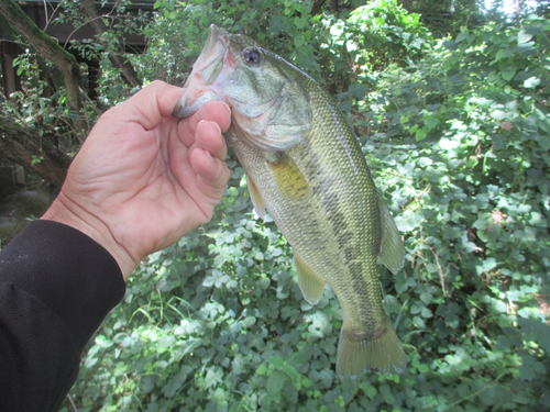 ラージマウスバスの釣果