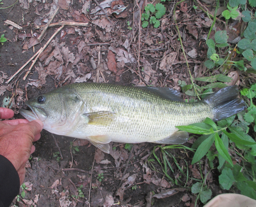 ラージマウスバスの釣果