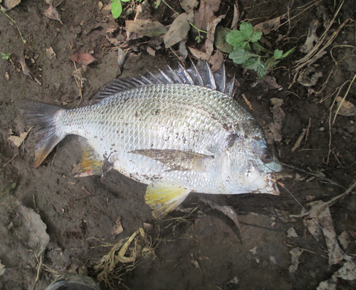 キビレの釣果