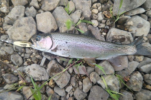 ニジマスの釣果