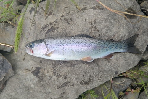 ニジマスの釣果