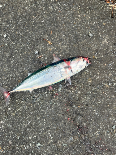 マルソウダの釣果