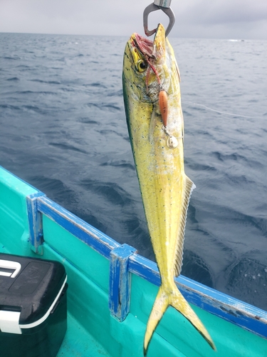 シイラの釣果