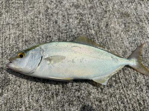 ショゴの釣果