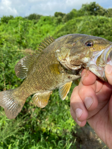 ラージマウスバスの釣果