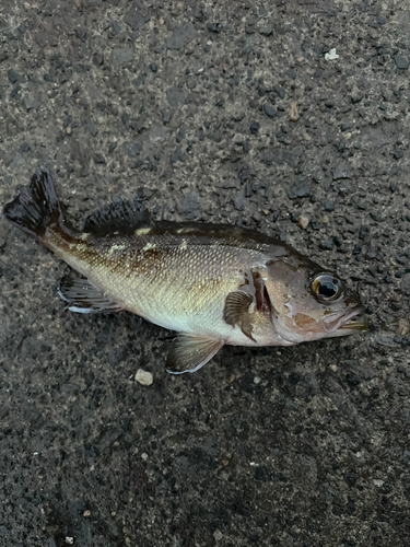 ガヤの釣果