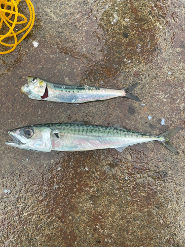 サバの釣果