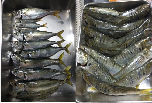 コノシロの釣果