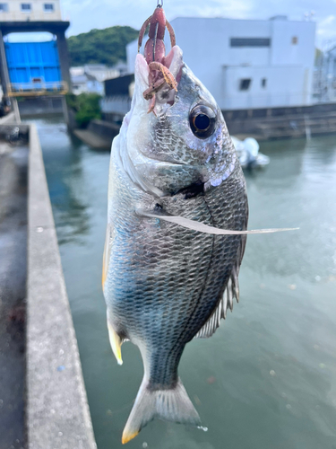 キビレの釣果