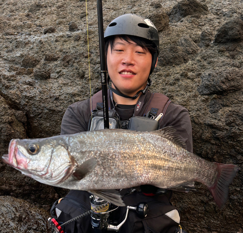 ヒラスズキの釣果