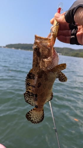 ハタの釣果