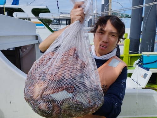 マダコの釣果