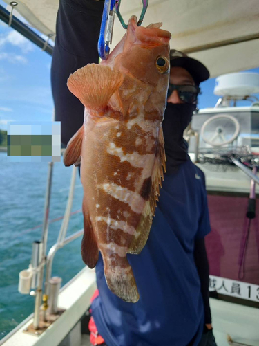 アコウの釣果