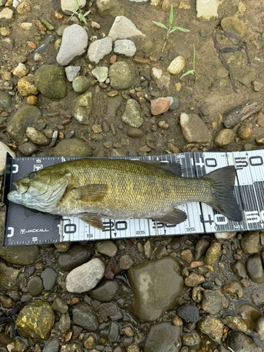 スモールマウスバスの釣果