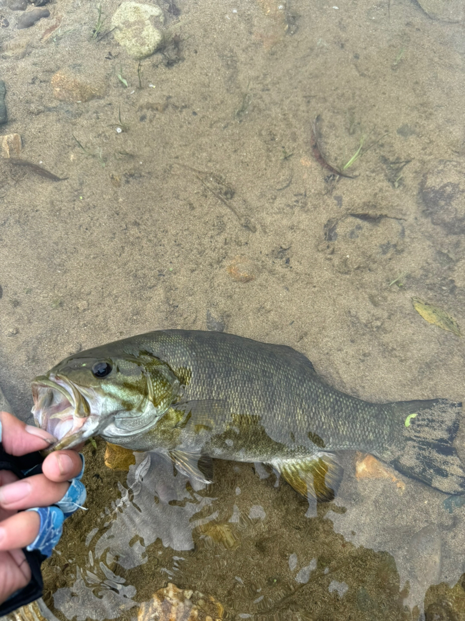 スモールマウスバス