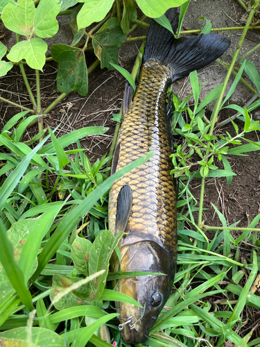 コイの釣果