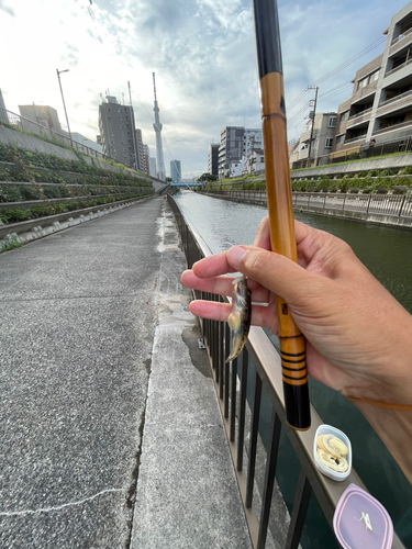 マハゼの釣果