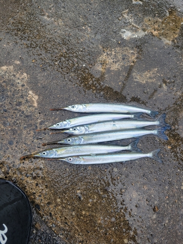 サヨリの釣果