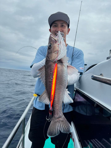 アラの釣果