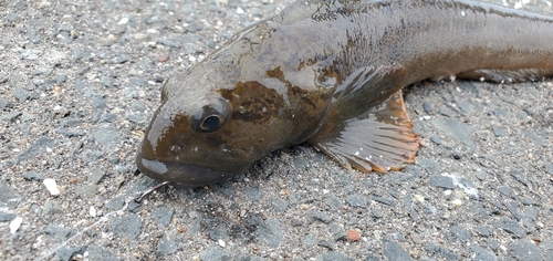 ガジの釣果