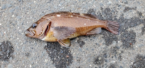 エゾメバルの釣果